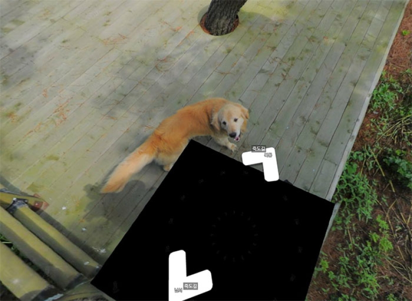 The dog follows the Google Street View device and photobombs every frame