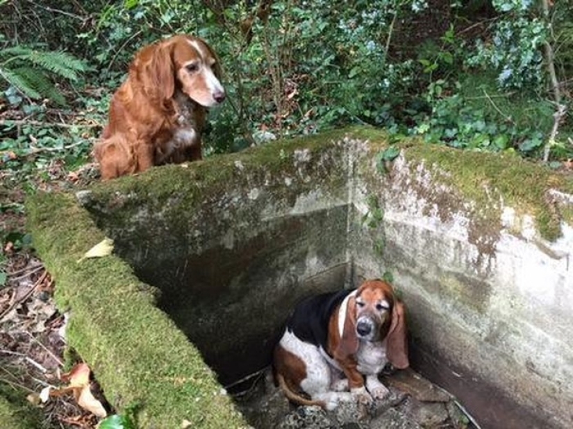 The dog sat for a week next to his friend who fell into the pit - until help arrived from Facebook