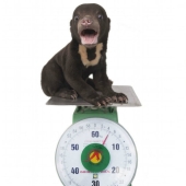 The first photo shoot of the cutest bear in the world