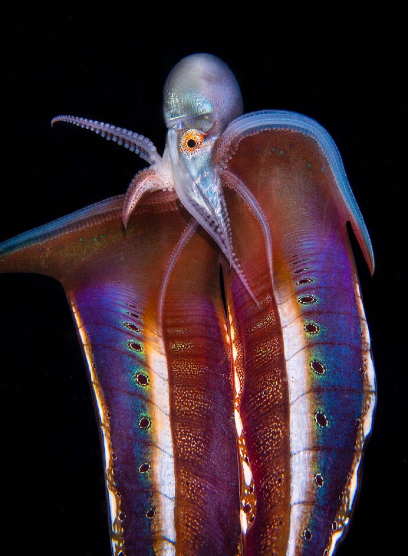 The German Society For Nature Photography Has Chosen The Best Wildlife Photographs In Europe