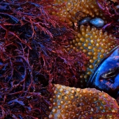 The German Society For Nature Photography Has Chosen The Best Wildlife Photographs In Europe The German Society For Nature Photography Has Chosen The Best Wildlife Photographs In Europe