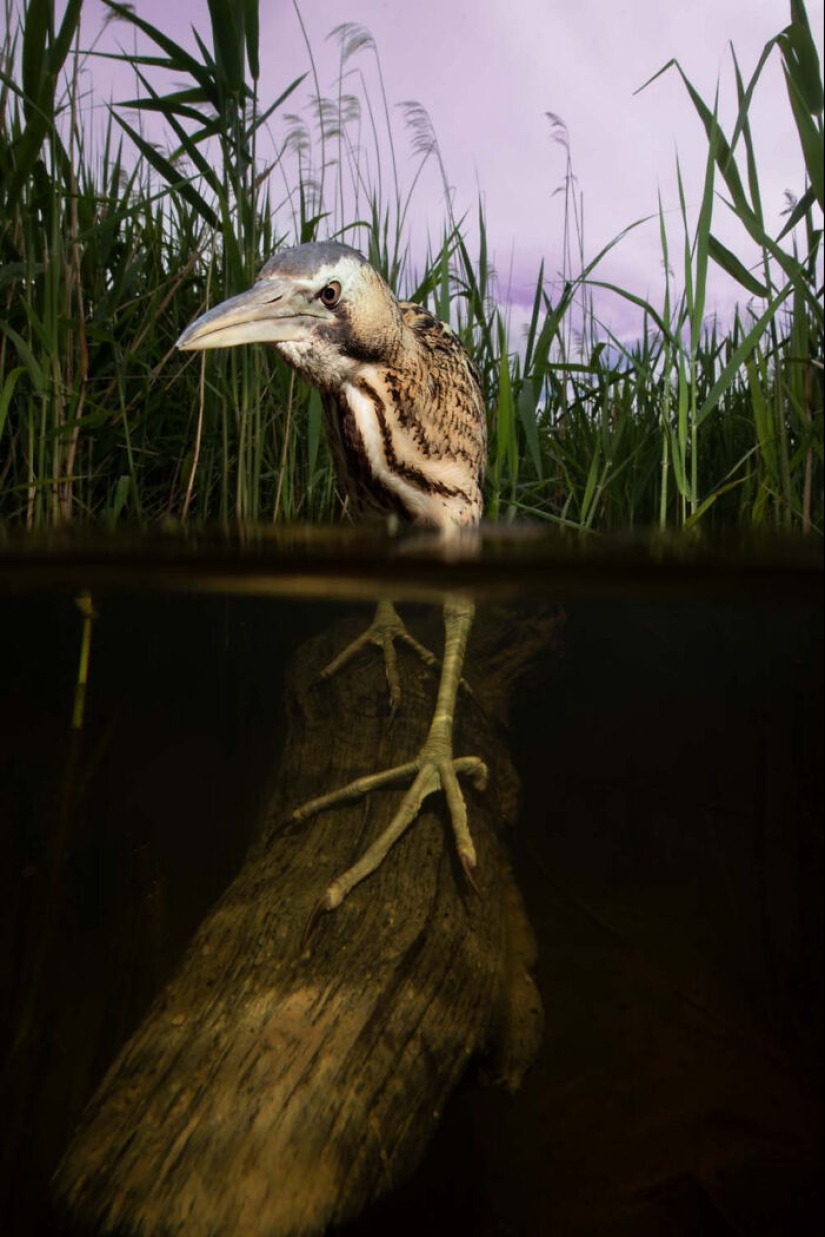 The German Society For Nature Photography Has Chosen The Best Wildlife Photographs In Europe
