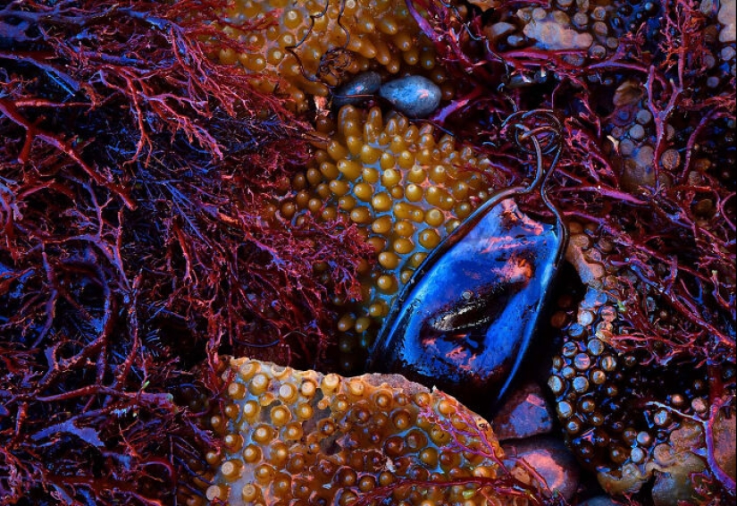 The German Society For Nature Photography Has Chosen The Best Wildlife Photographs In Europe