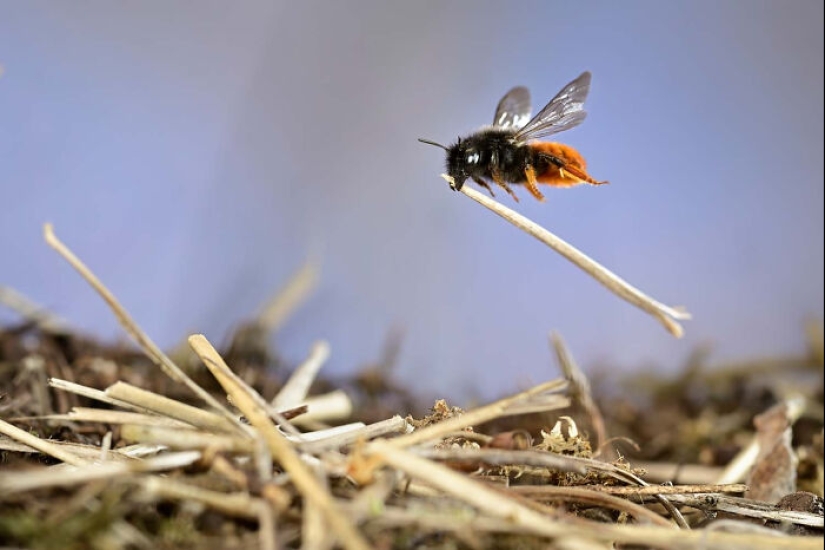 The German Society For Nature Photography Has Chosen The Best Wildlife Photographs In Europe