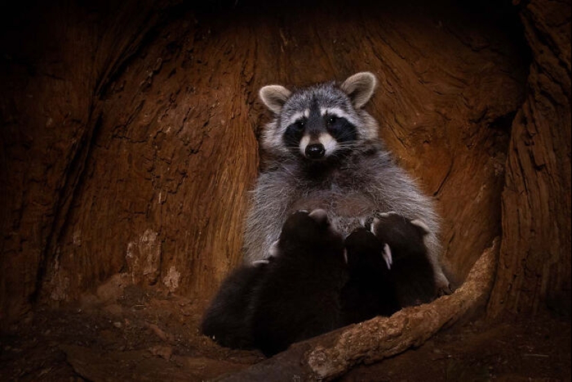 The German Society For Nature Photography Has Chosen The Best Wildlife Photographs In Europe