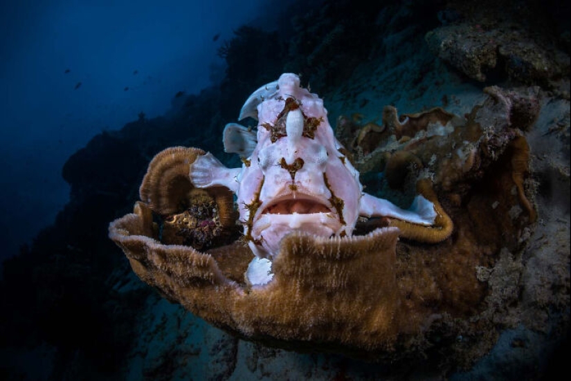 The German Society For Nature Photography Has Chosen The Best Wildlife Photographs In Europe