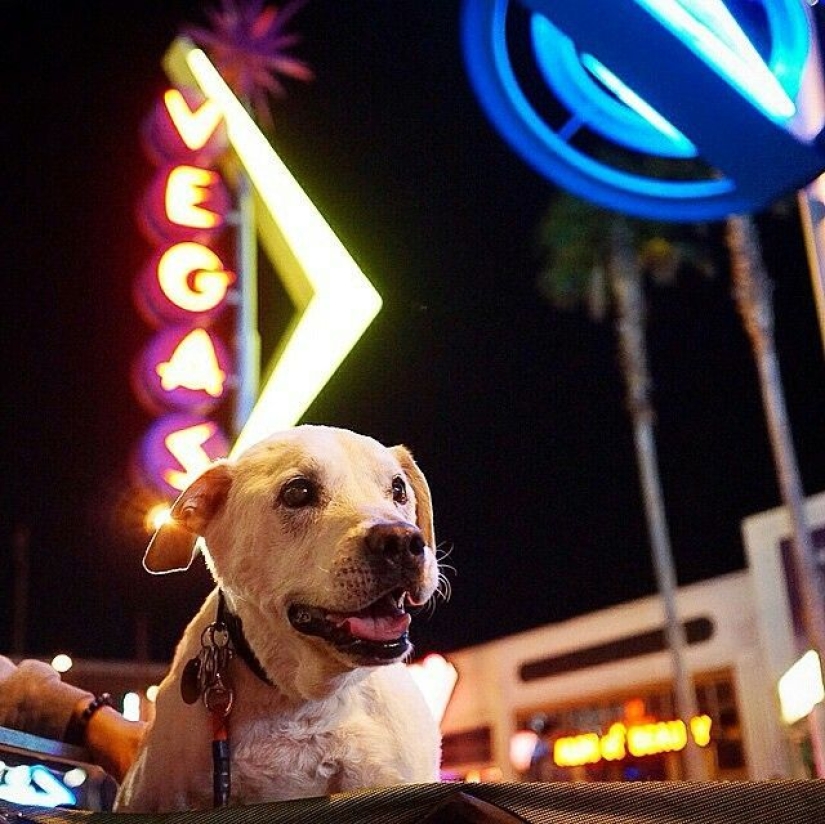 The guy went on a trip with his dog, knowing that this is their last adventure The guy went on a trip with his dog, knowing that this is their last adventure