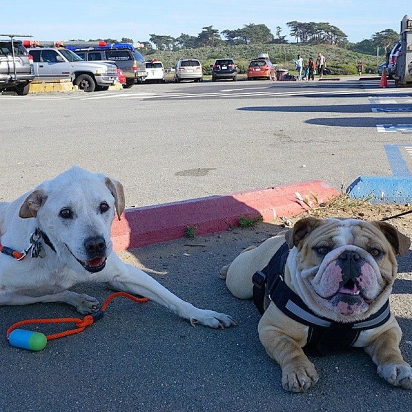 The guy went on a trip with his dog, knowing that this is their last adventure The guy went on a trip with his dog, knowing that this is their last adventure