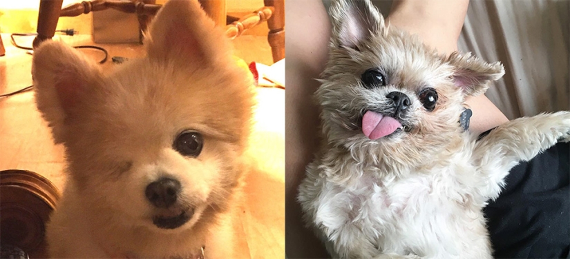 The happiness of old dogs who were taken from the street