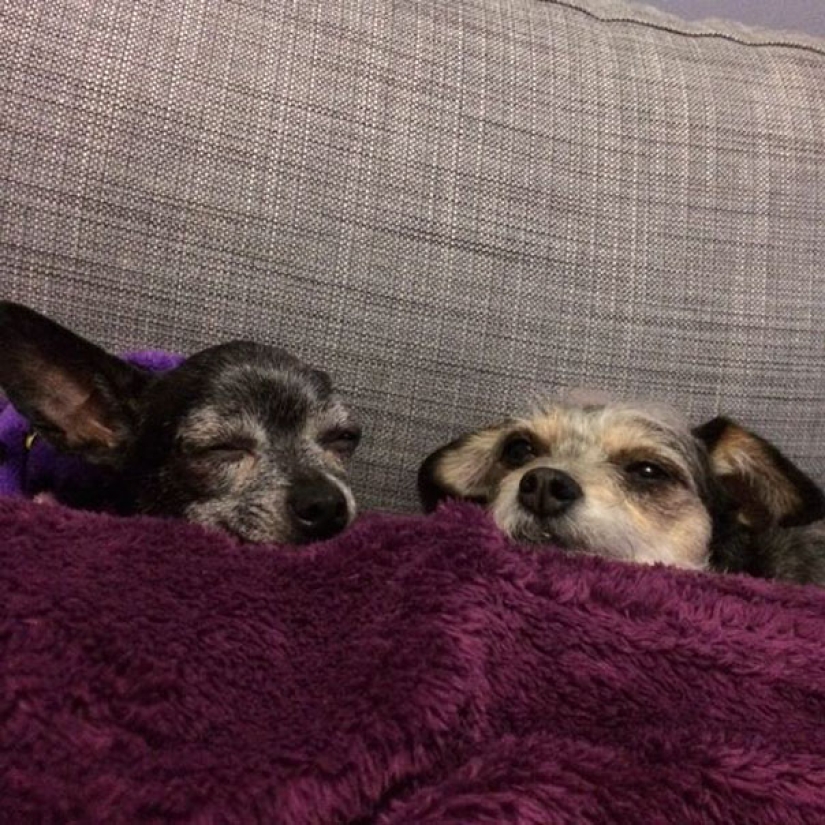 The happiness of old dogs who were taken from the street