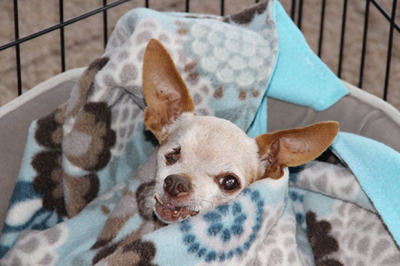 The happiness of old dogs who were taken from the street