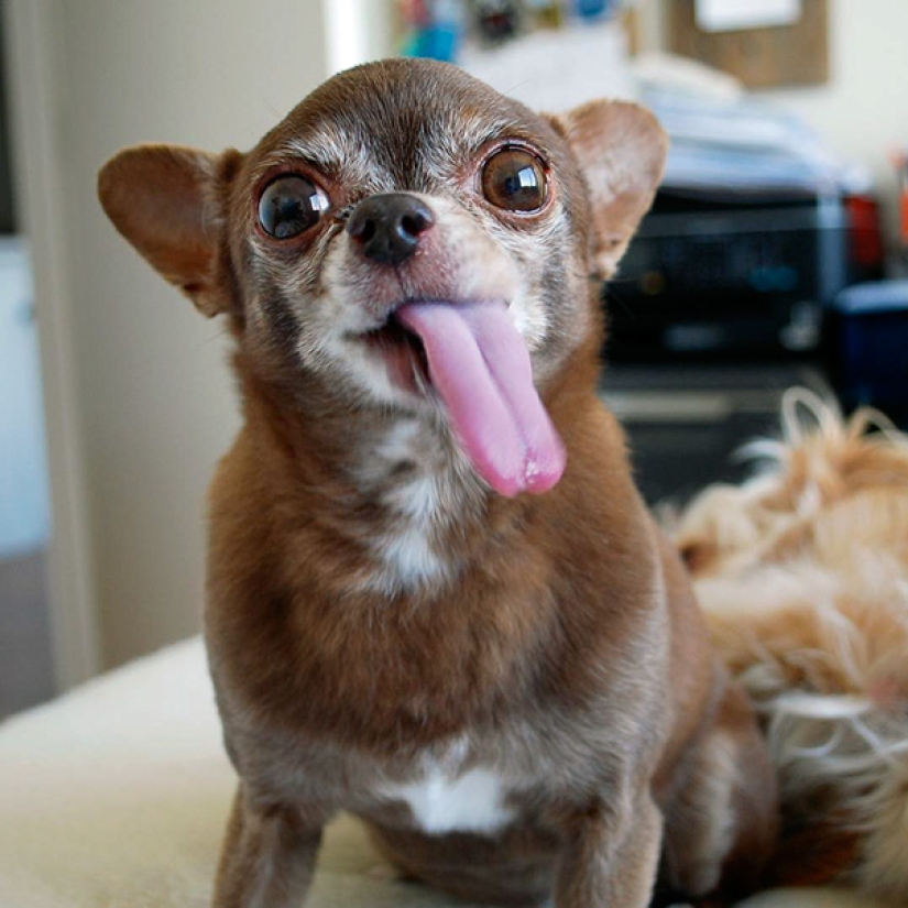 The happiness of old dogs who were taken from the street