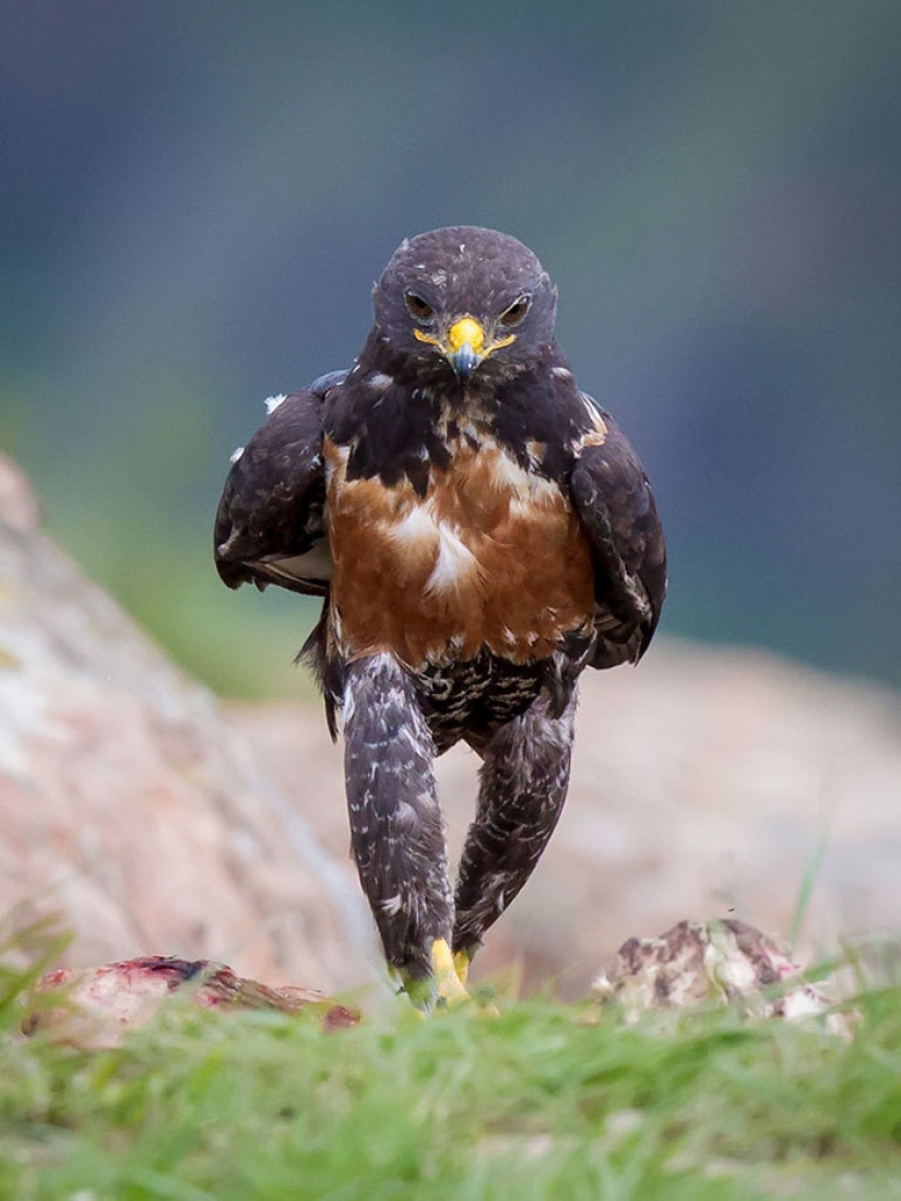 The hawk became the hero of the photoshop battle