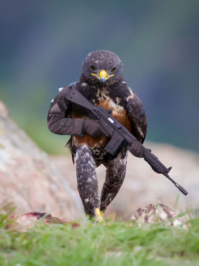 The hawk became the hero of the photoshop battle