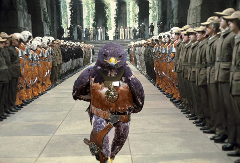 The hawk became the hero of the photoshop battle