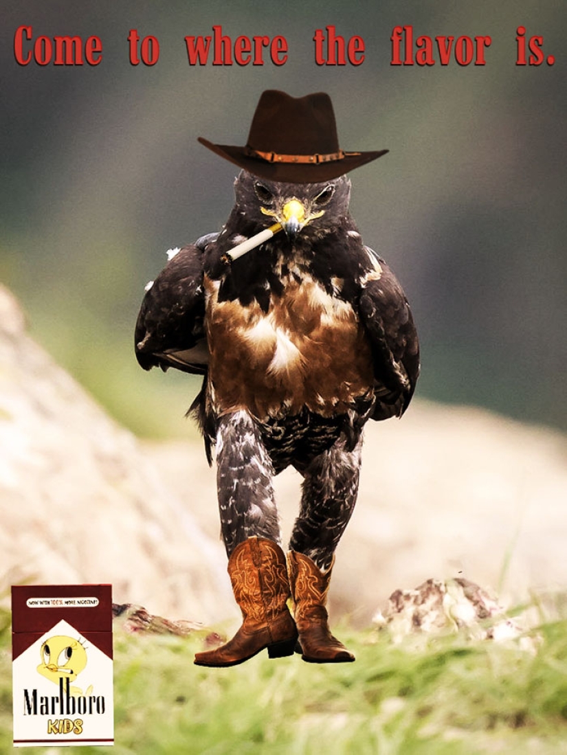 The hawk became the hero of the photoshop battle