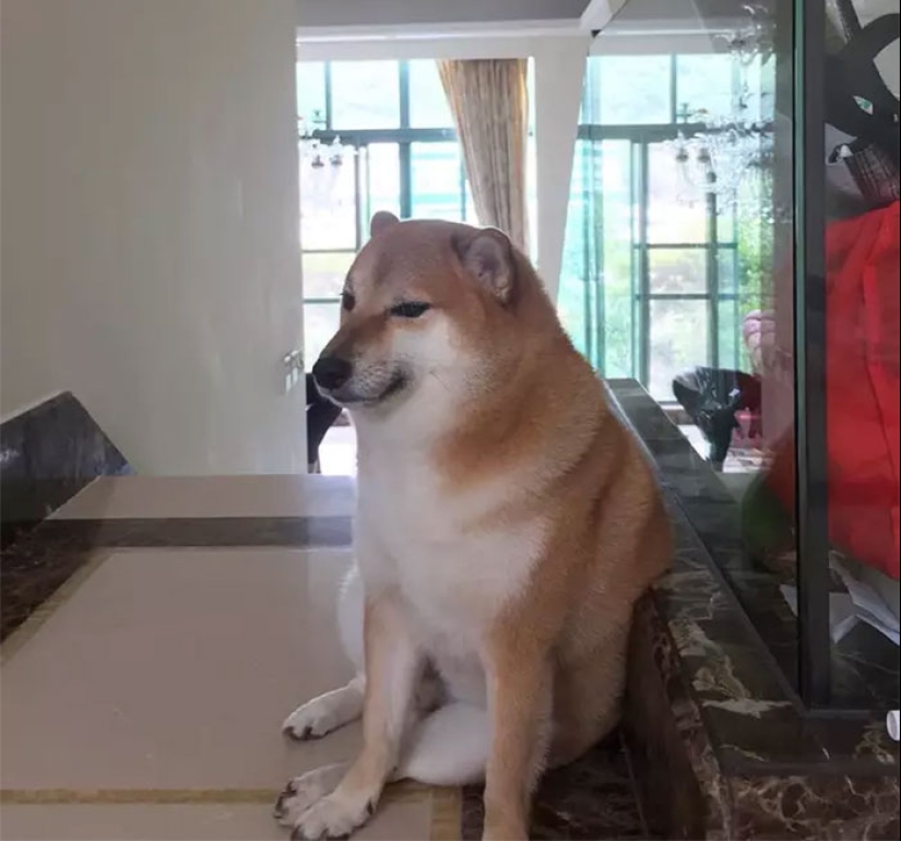 The Internet Is Devastated After ‘Doge’ Meme Star, Cheems, Passes Away After Undergoing Surgery