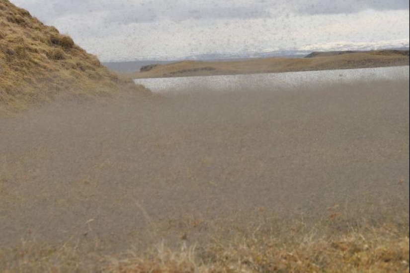 The invasion of mosquitoes in Wisconsin