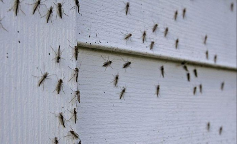 The invasion of mosquitoes in Wisconsin