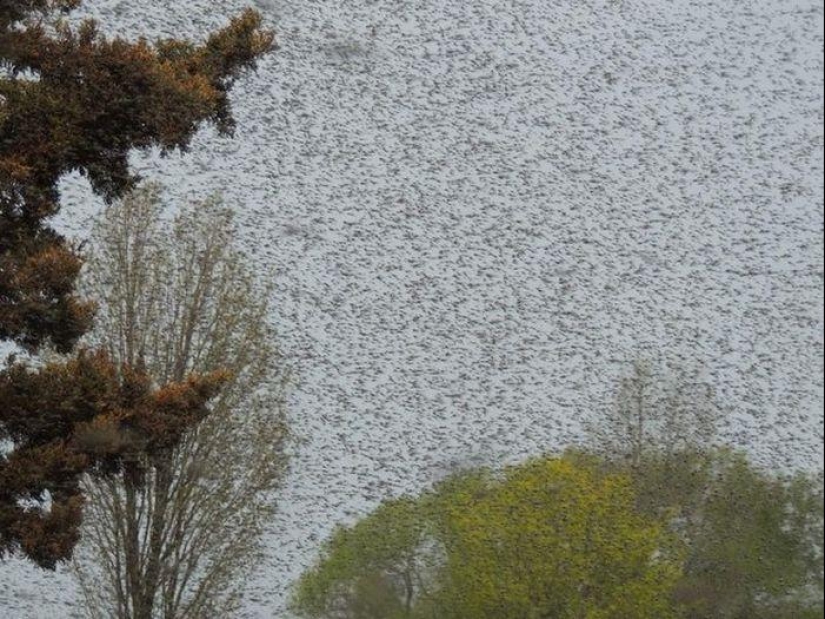 The invasion of mosquitoes in Wisconsin