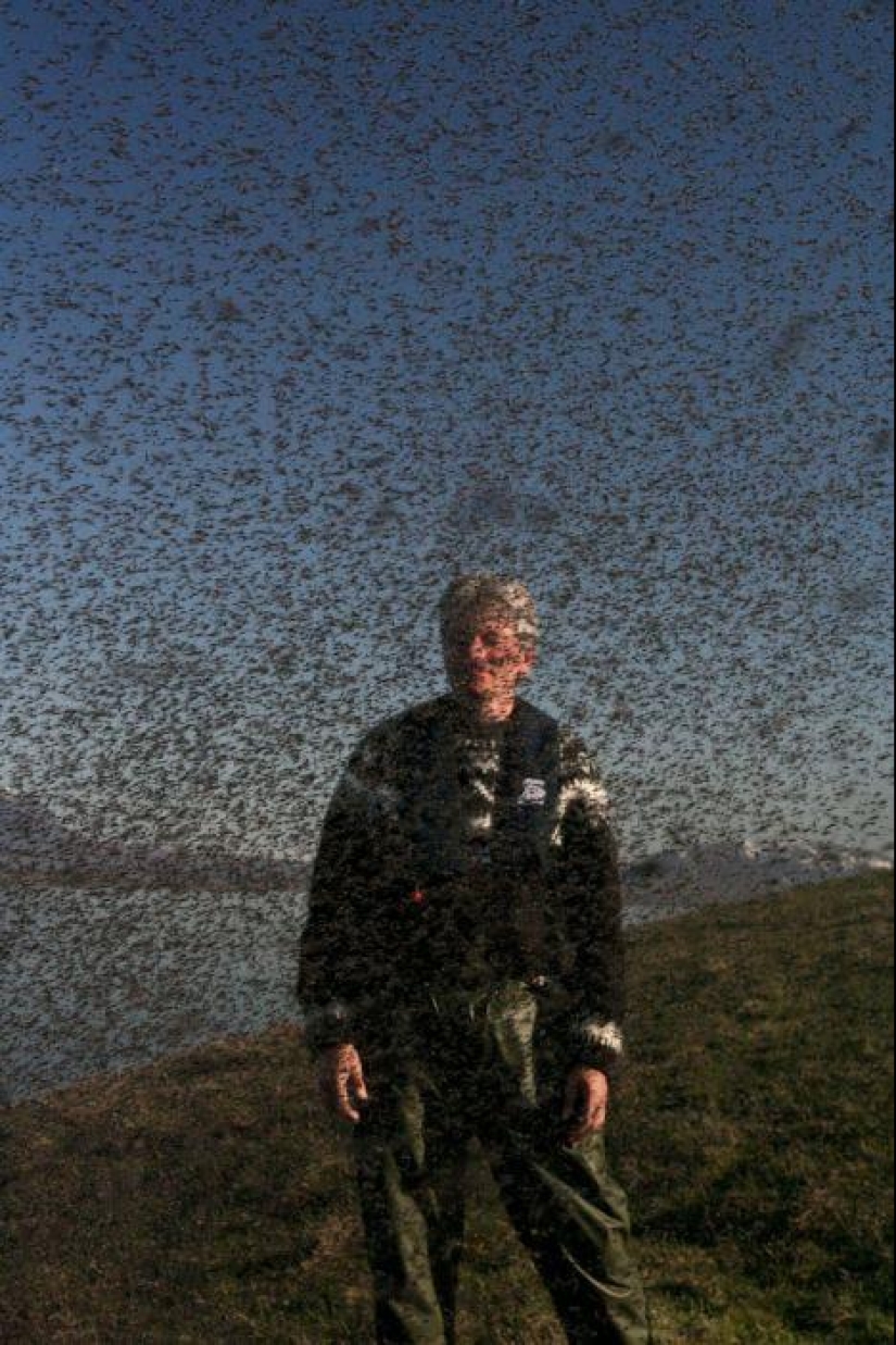 The invasion of mosquitoes in Wisconsin