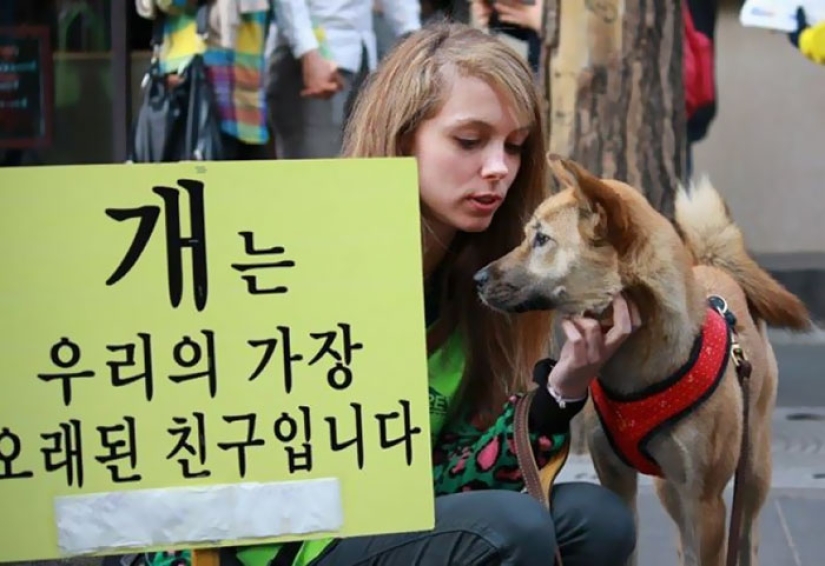 The largest dog meat market will be closed in South Korea
