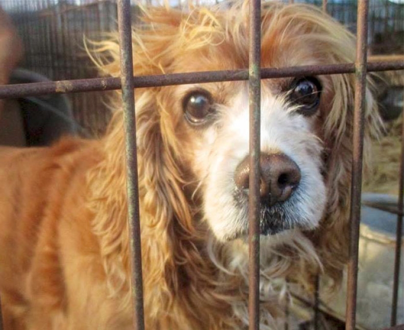 The largest dog meat market will be closed in South Korea