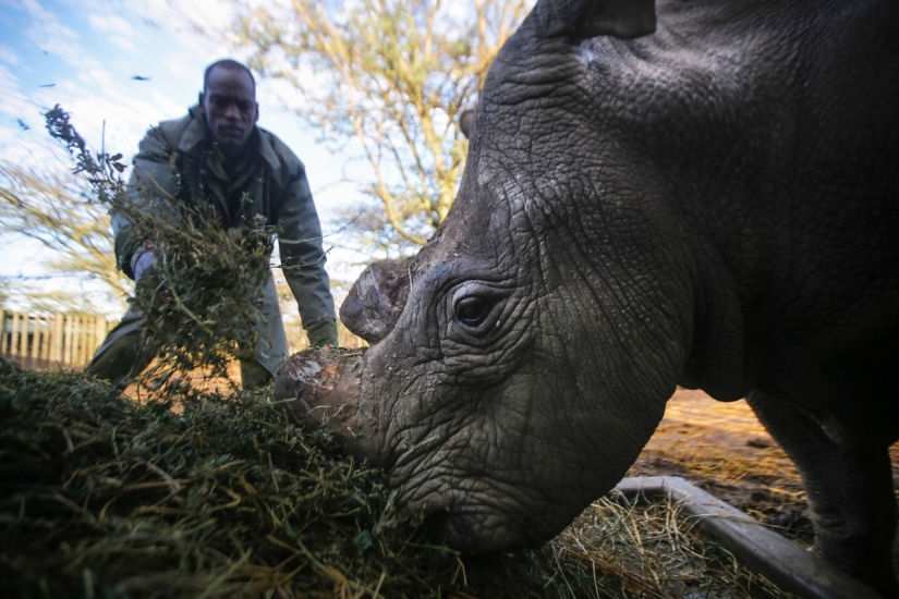 The last rhinoceros on the planet