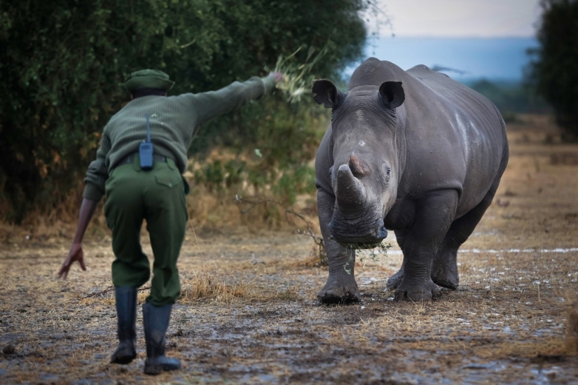 The last rhinoceros on the planet
