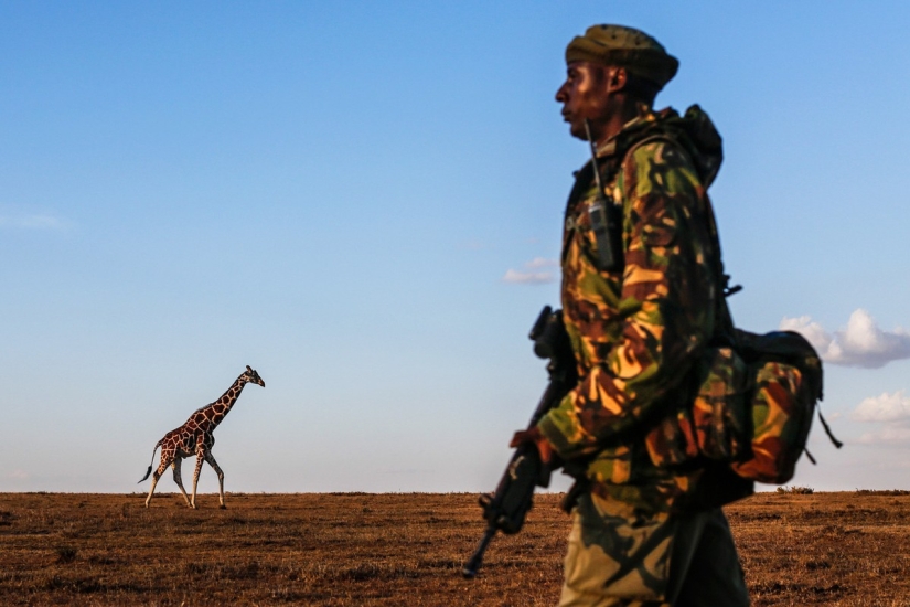 The last rhinoceros on the planet