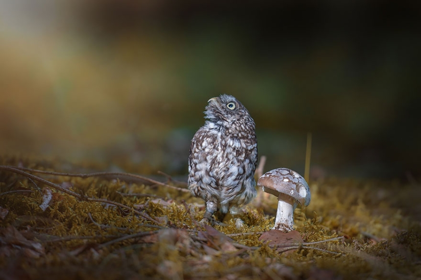 The latest celebrity on the internet is a tiny owl!