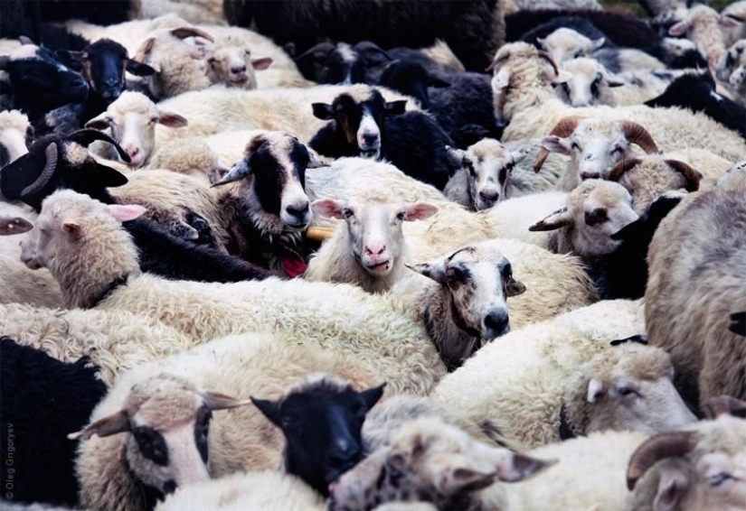 The life of shepherds in the meadow