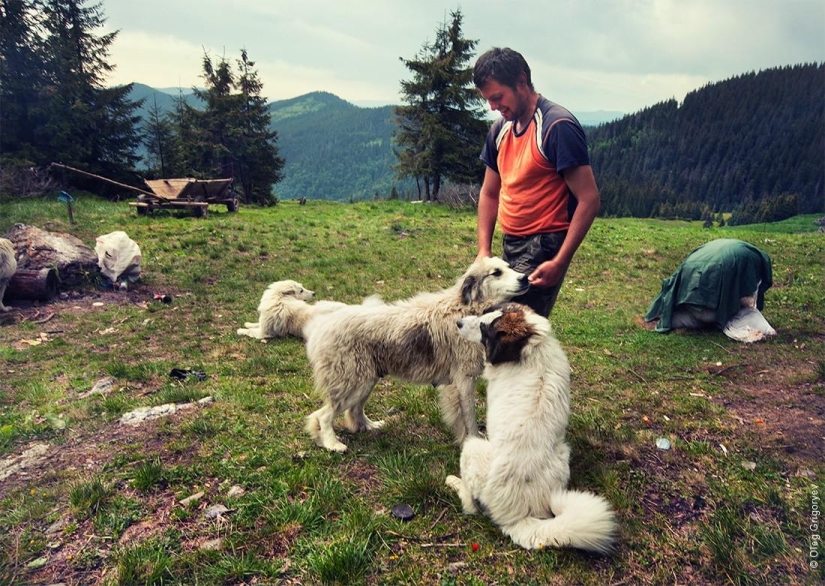 The life of shepherds in the meadow