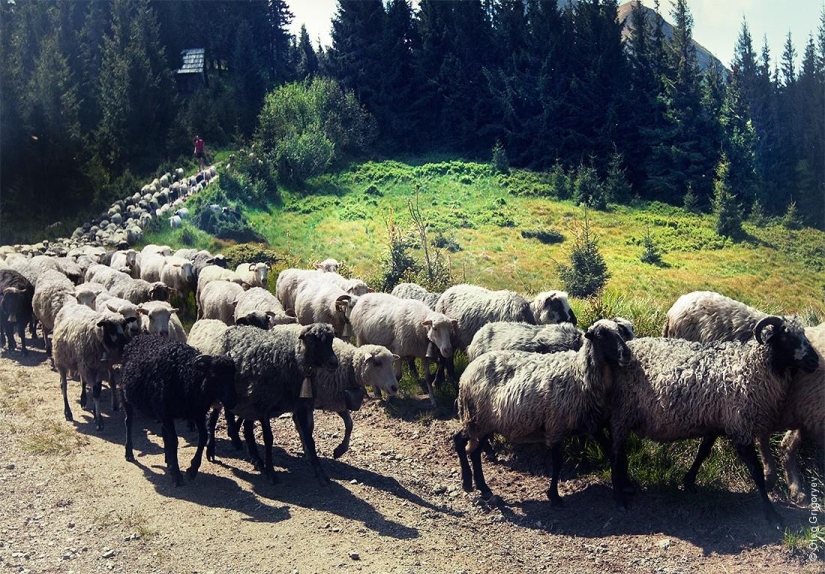 The life of shepherds in the meadow