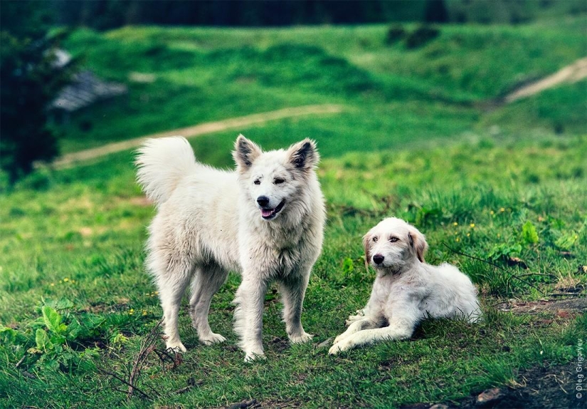 The life of shepherds in the meadow