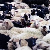 The life of shepherds in the meadow