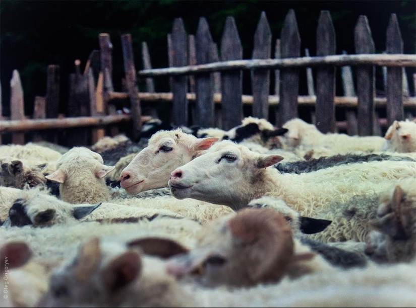 The life of shepherds in the meadow