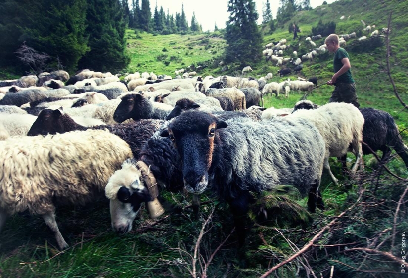 The life of shepherds in the meadow
