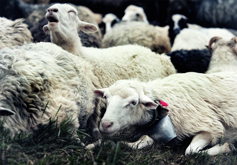 The life of shepherds in the meadow