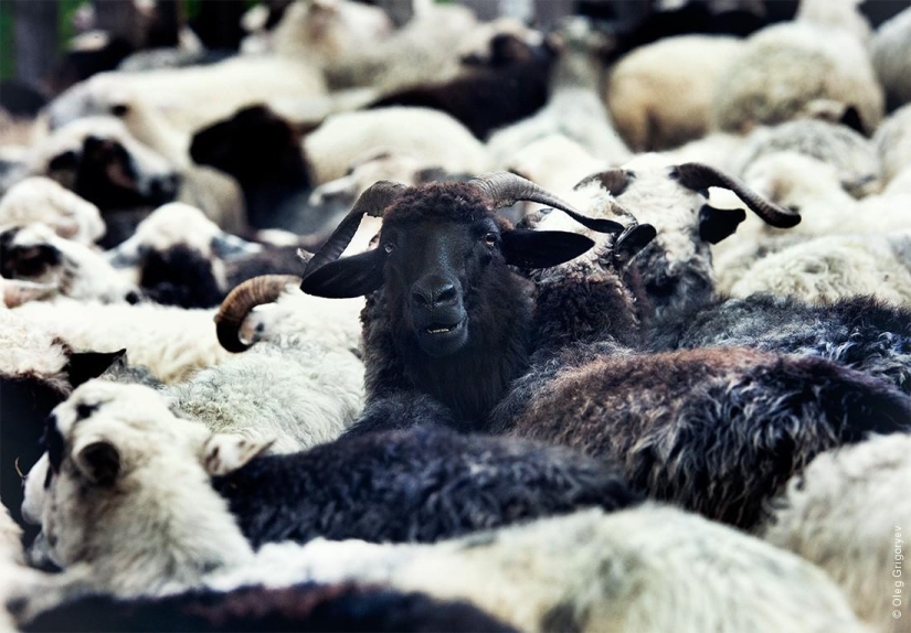 The life of shepherds in the meadow