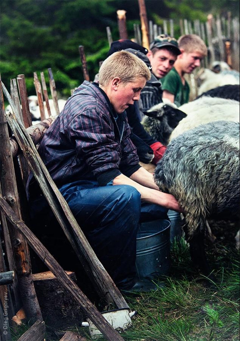 The life of shepherds in the meadow