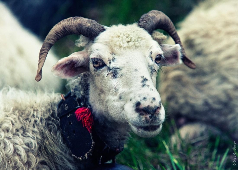 The life of shepherds in the meadow