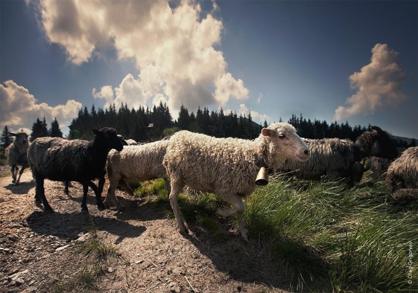 The life of shepherds in the meadow