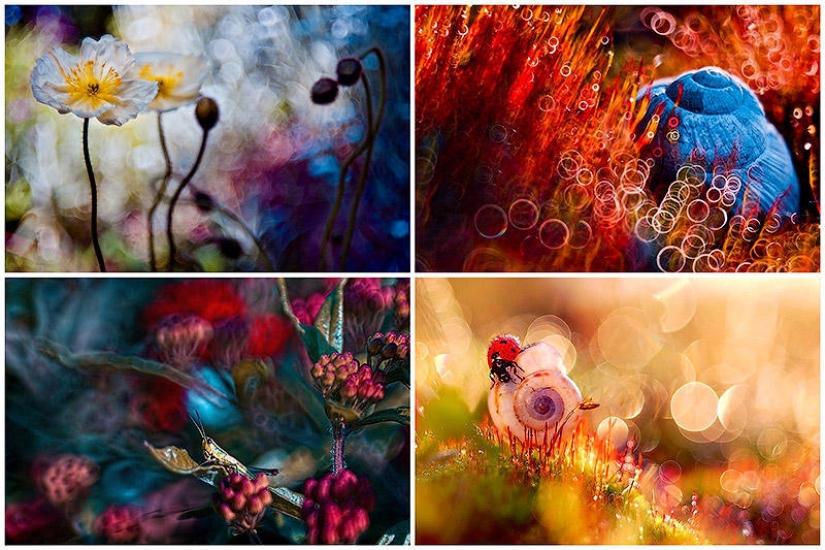 The magic of macro photography by Magdalena Vasicek The magic of macro photography by Magdalena Vasicek