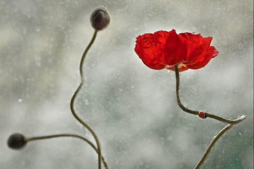 The magic of macro photography by Magdalena Vasicek The magic of macro photography by Magdalena Vasicek