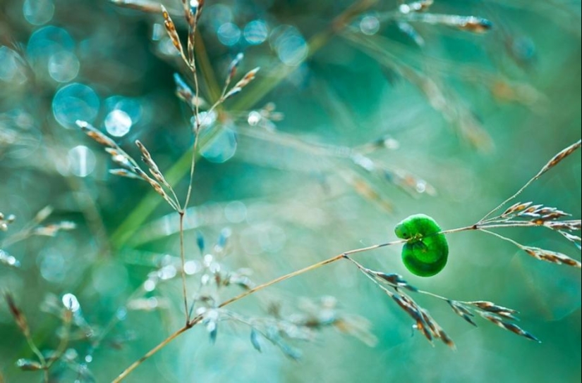 The magic of macro photography by Magdalena Vasicek The magic of macro photography by Magdalena Vasicek