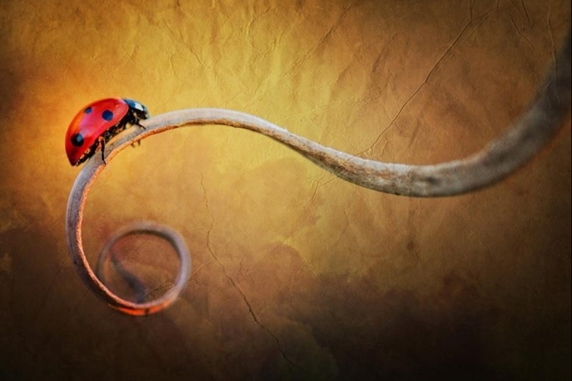 The magic of macro photography by Magdalena Vasicek The magic of macro photography by Magdalena Vasicek