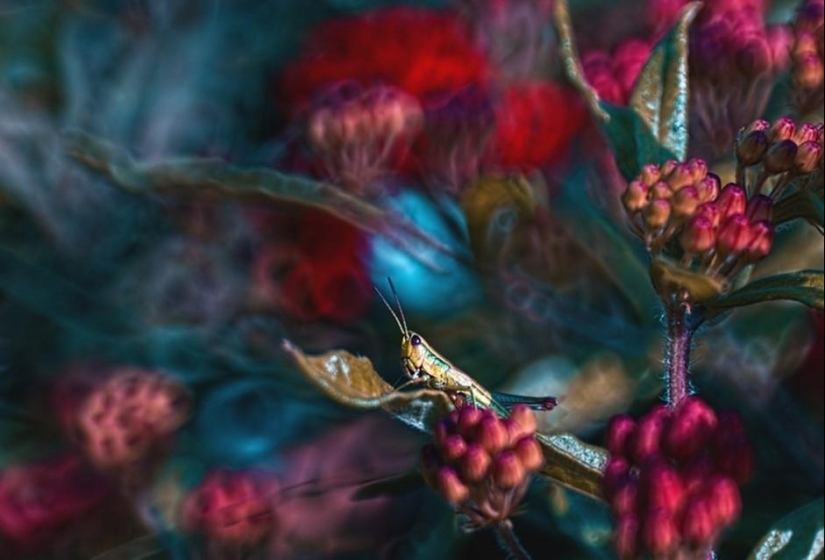 The magic of macro photography by Magdalena Vasicek The magic of macro photography by Magdalena Vasicek