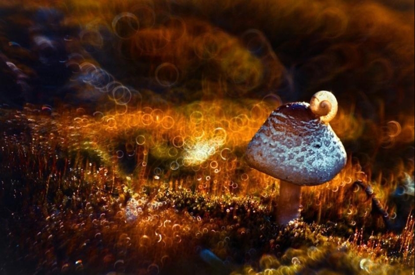 The magic of macro photography by Magdalena Vasicek The magic of macro photography by Magdalena Vasicek