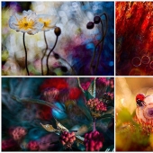 The magic of macro photography by Magdalena Vasicek The magic of macro photography by Magdalena Vasicek